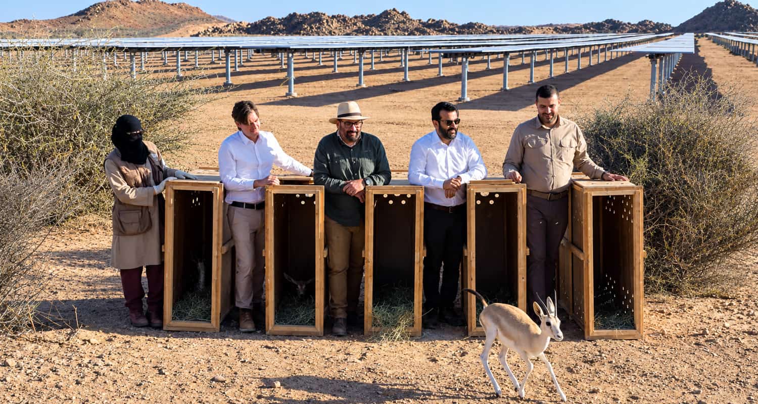 Saudi 250MW solar PV site is base for endangered species breeding programme